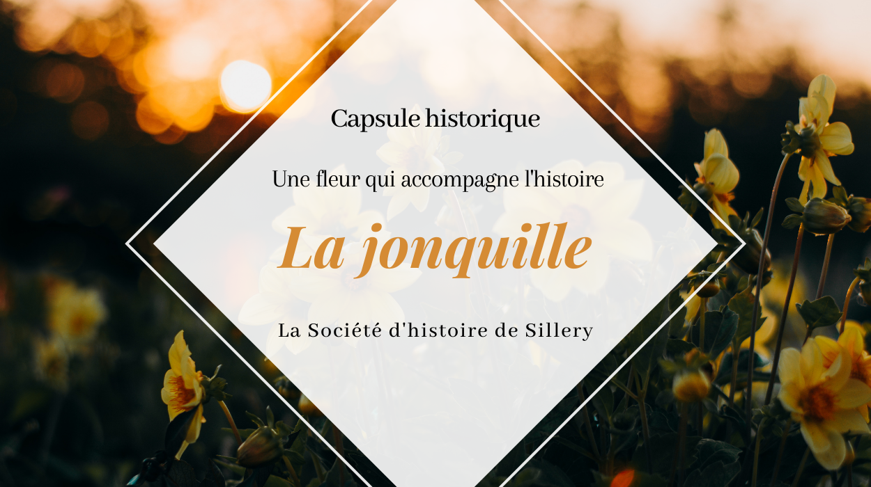 Une fleur qui accompagne l'histoire : la jonquille - La Société d'histoire  de Sillery