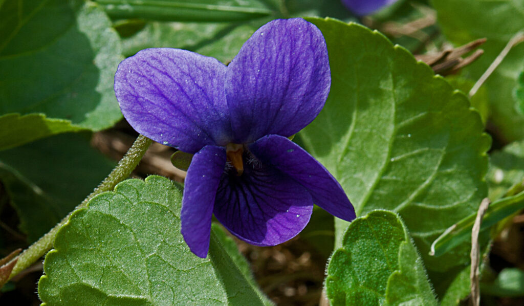 Violette odorante, photo de Claire Morel, Enracinart